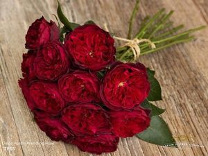 ROSE D. AUSTIN TESS 50